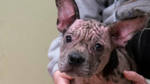 Illustration : "Sauvé de la négligence, un chiot à la peau rose et craquelée retrouve santé et bonheur grâce au dévouement de sauveteurs"