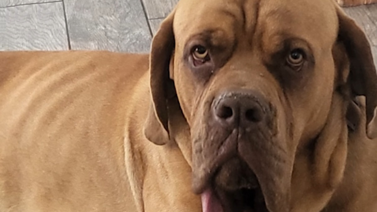 Illustration : "Ce chien fait son entrée au Guinness des Records pour une particularité physique étonnante (vidéo)"