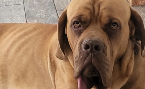 Ce chien fait son entrée au Guinness des Records pour une particularité physique étonnante (vidéo)