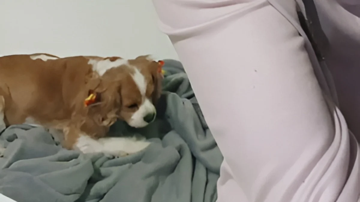 Illustration : "Chaque soir, une femme s'assoit près de la baignoire où sa chienne séniore atteinte de démence préfère s'endormir pour une raison émouvante (vidéo)"