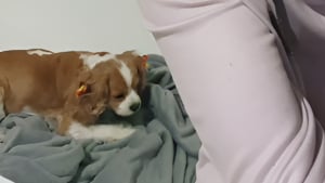 Illustration : Chaque soir, une femme s'assoit près de la baignoire où sa chienne séniore atteinte de démence préfère s'endormir pour une raison émouvante (vidéo)