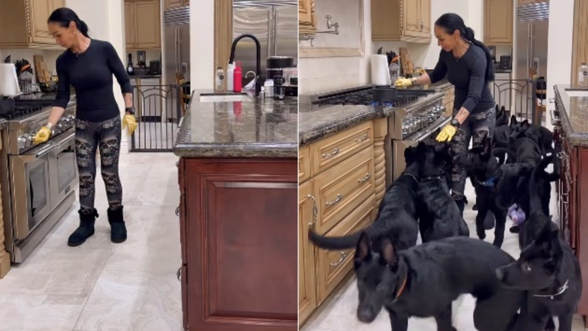 Illustration : "Dès qu'elle entend son humaine préférée allumer la cuisinière, cette meute de Bergers Allemands acourt en parfaite harmonie dans la cuisine (vidéo)"