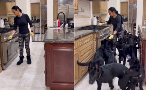 Dès qu'elle entend son humaine préférée allumer la cuisinière, cette meute de Bergers Allemands acourt en parfaite harmonie dans la cuisine (vidéo)