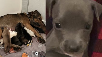 Illustration : D&eacute;j&agrave; maman de 11 chiots, une chienne en accepte un 12e dont elle constitue le dernier espoir et transforme sa vie