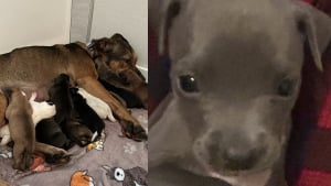 Illustration : Déjà maman de 11 chiots, une chienne en accepte un 12e dont elle constitue le dernier espoir et transforme sa vie