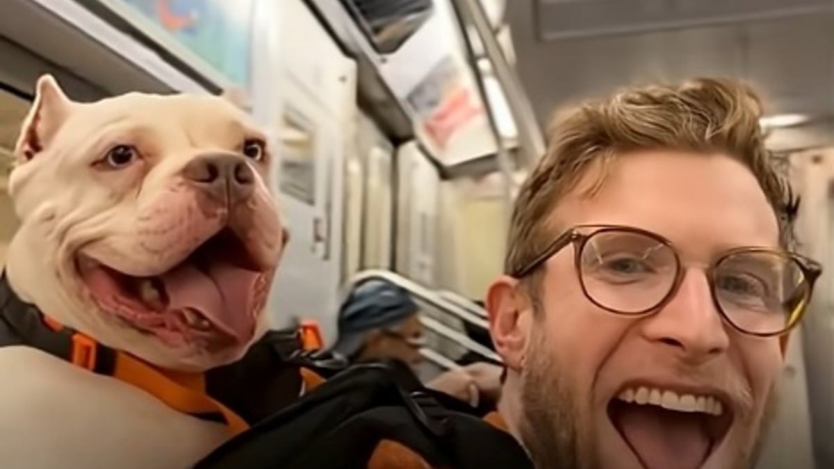 Illustration : "« Adoptez-moi », ce message collé sur son sac à dos de randonnée transforme la vie de ces chiens abandonnés et invisibles en refuge (vidéo)"