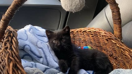 Illustration : &laquo; Une v&eacute;ritable force de la nature &raquo;, incapable de tenir debout &agrave; son arriv&eacute;e, ce chaton aux 3 pattes cass&eacute;es remarche quelques jours apr&egrave;s une op&eacute;ration lourde