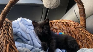 Illustration : "« Une véritable force de la nature », incapable de tenir debout à son arrivée, ce chaton aux 3 pattes cassées remarche quelques jours après une opération lourde"