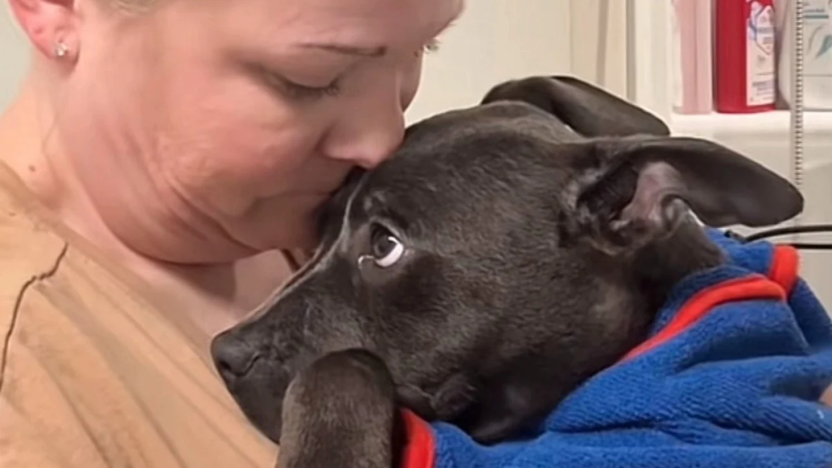 Illustration : "Abandonné et tremblant de peur, ce chiot rencontre une famille déterminée à lui redonner confiance en l'humain (vidéo)"