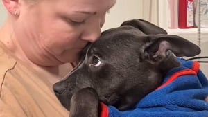 Illustration : Abandonné et tremblant de peur, ce chiot rencontre une famille déterminée à lui redonner confiance en l'humain (vidéo)