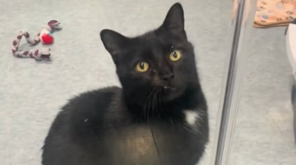 Illustration : Chaque jour, ce chat de refuge s'assoit pendant des heures au m&ecirc;me endroit dans l'espoir de voir arriver sa famille id&eacute;ale (vid&eacute;o)