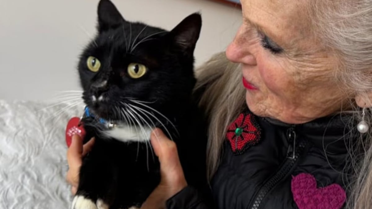 Illustration : "Allergique aux chats, il conduit avec un masque et traverse le pays sur 700 kilomètres pour ramener un félin perdu à sa famille"