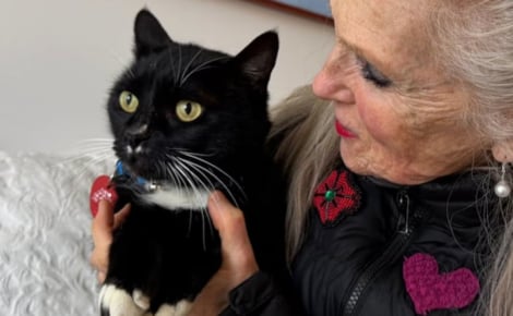 Allergique aux chats, il conduit avec un masque et traverse le pays sur 700 kilomètres pour ramener un félin perdu à sa famille