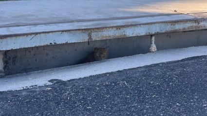 Illustration : Intrigu&eacute;e par un chat &agrave; 3 pattes se cachant dans le caniveau, elle le convainc d'en sortir et d&eacute;couvre sa poignante histoire