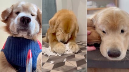 Illustration : Avec une lettre pleine d&rsquo;humour, un adorable chien a tent&eacute; de convaincre le P&egrave;re No&euml;l qu&rsquo;il a &eacute;t&eacute; tr&egrave;s sage (vid&eacute;o)