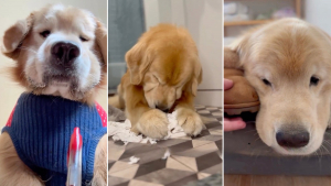 Illustration : Avec une lettre pleine d’humour, un adorable chien a tenté de convaincre le Père Noël qu’il a été très sage (vidéo)