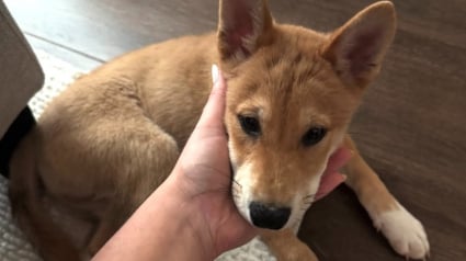 Illustration : Une femme d&eacute;couvre un myst&eacute;rieux &ldquo;coyote&rdquo; hurlant dans le jardin et d&eacute;cide de lui offrir un foyer (vid&eacute;o)