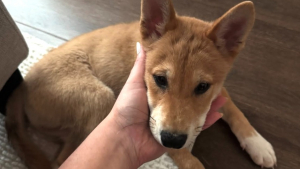 Illustration : "Une femme découvre un mystérieux “coyote” hurlant dans le jardin et décide de lui offrir un foyer (vidéo)"