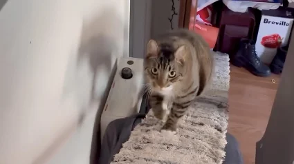 Illustration : Dans un appartement minuscule, une femme trouve une solution ing&eacute;nieuse pour que son chat se sente enfin heureux