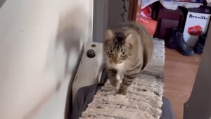 Illustration : Dans un appartement minuscule, une femme trouve une solution ingénieuse pour que son chat se sente enfin heureux