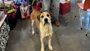 Illustration : Au refuge depuis 2 ans, ce chien devait participer à une parade de Noël mais ne l'a pas fait pour une raison réjouissante