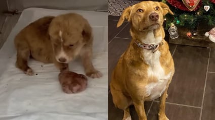 Illustration : D&eacute;couvrant un chiot &agrave; la patte d&eacute;mesur&eacute;e au bord d&rsquo;une route, un sauveteur r&eacute;alise qu'il est face &agrave; un combat qu&rsquo;il ne peut abandonner