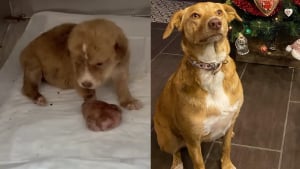 Illustration : Découvrant un chiot à la patte démesurée au bord d’une route, un sauveteur réalise qu'il est face à un combat qu’il ne peut abandonner