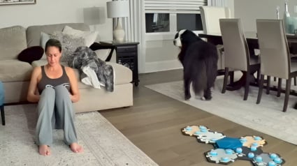 Illustration : Sa ma&icirc;tresse distraite par son t&eacute;l&eacute;phone, ce Bouvier Bernois insiste pour lui signaler que sa soeur f&eacute;line est en danger (vid&eacute;o)