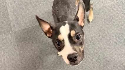 Illustration : En croisant une chienne squelettique abandonn&eacute;e dans le froid, une promeneuse ose l&rsquo;approcher et lui offre une chance de s&rsquo;en sortir