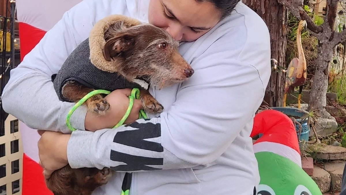 Illustration : "Attaché à la clôture de leur refuge, un chien introuvable depuis 4 ans intrigue les bénévoles qui découvrent l’ampleur de son voyage"