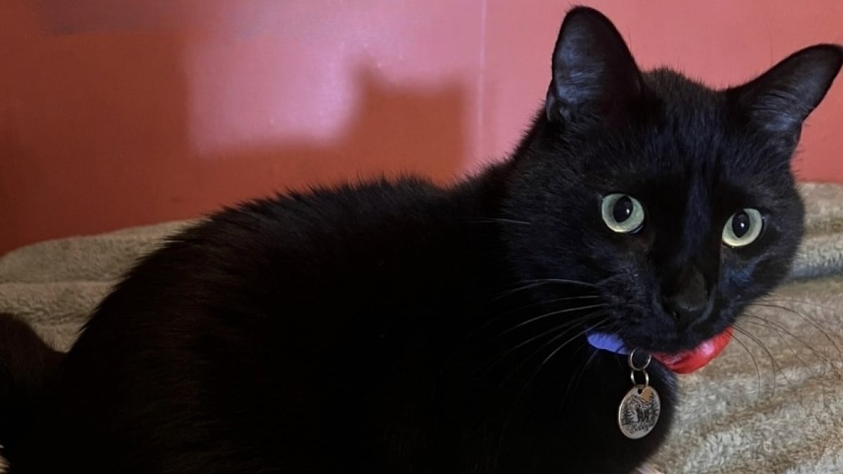 Illustration : "Sans aucune formation, ce chat détecte les crises d'épilepsie de sa maîtresse avant tout le monde et pétrit son ventre pour la calmer (vidéo)"