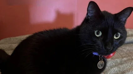 Illustration : Sans aucune formation, ce chat d&eacute;tecte les crises d'&eacute;pilepsie de sa ma&icirc;tresse avant tout le monde et p&eacute;trit son ventre pour la calmer (vid&eacute;o)