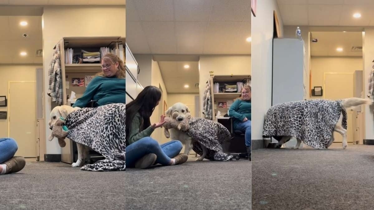 Illustration : "Depuis qu’il a cette couverture, ce chien lui témoigne un attachement incroyable, ne la quittant jamais, même pour jouer (vidéo)"