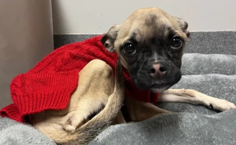 Lors d’un banal contrôle routier, une policière remarque un chien squelettique sur la banquette arrière et intervient sans attendre (vidéo)