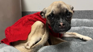 Illustration : "Lors d’un banal contrôle routier, une policière remarque un chien squelettique sur la banquette arrière et intervient sans attendre (vidéo)"