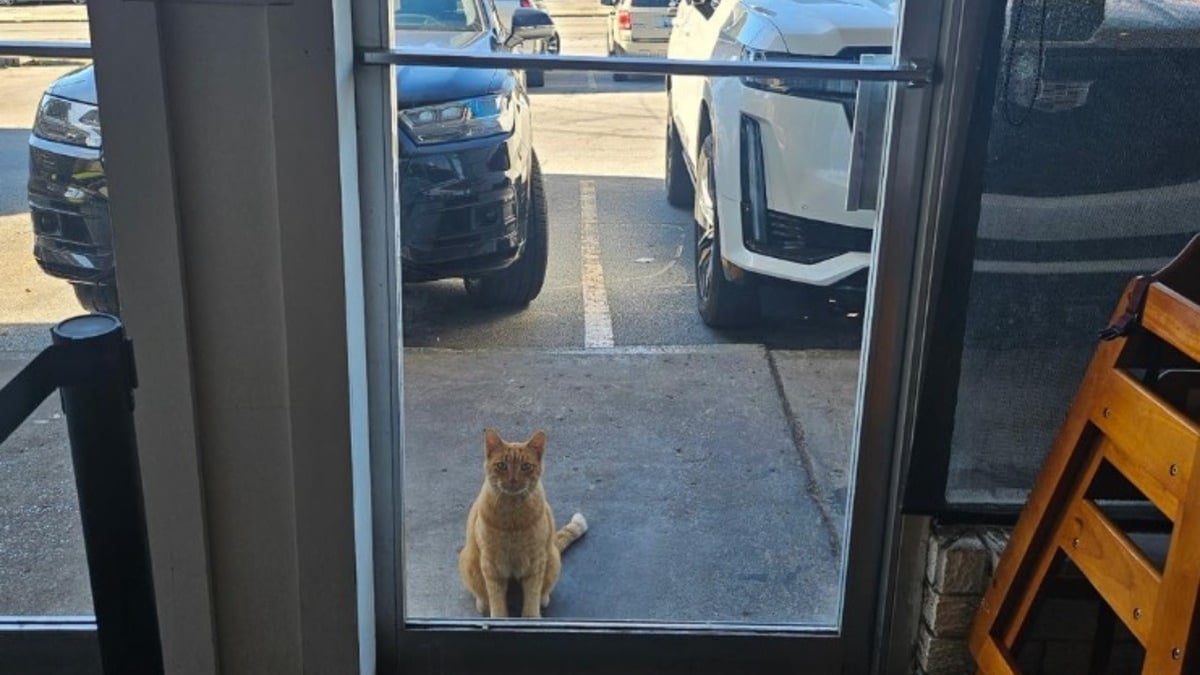 Illustration : "En s'invitant dans un restaurant au hasard, ce chat errant fait bien plus que s'attirer la sympathie et des clients"