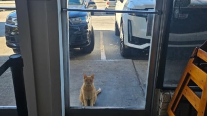 Illustration : En s'invitant dans un restaurant au hasard, ce chat errant fait bien plus que s'attirer la sympathie et des clients