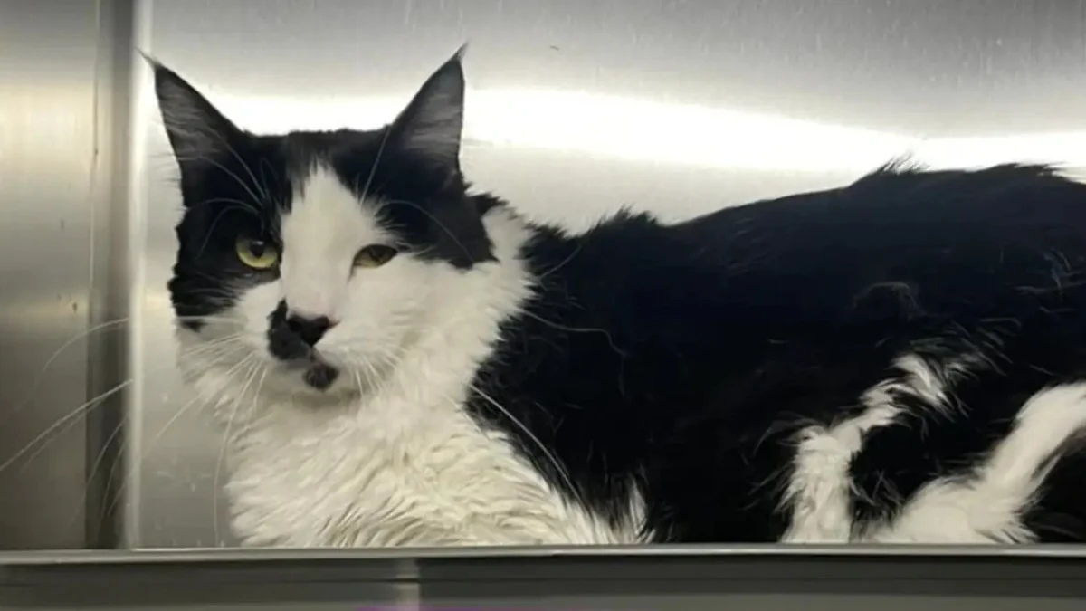 Illustration : "Une chatte abandonnée dans un carton en plein milieu d'un champ aride renoue avec l'espoir grâce à la vigilance d'une adolescente"