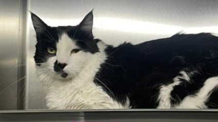 Illustration : Une chatte abandonn&eacute;e dans un carton en plein milieu d'un champ aride renoue avec l'espoir gr&acirc;ce &agrave; la vigilance d'une adolescente