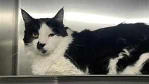 Illustration : "Une chatte abandonnée dans un carton en plein milieu d'un champ aride renoue avec l'espoir grâce à la vigilance d'une adolescente"