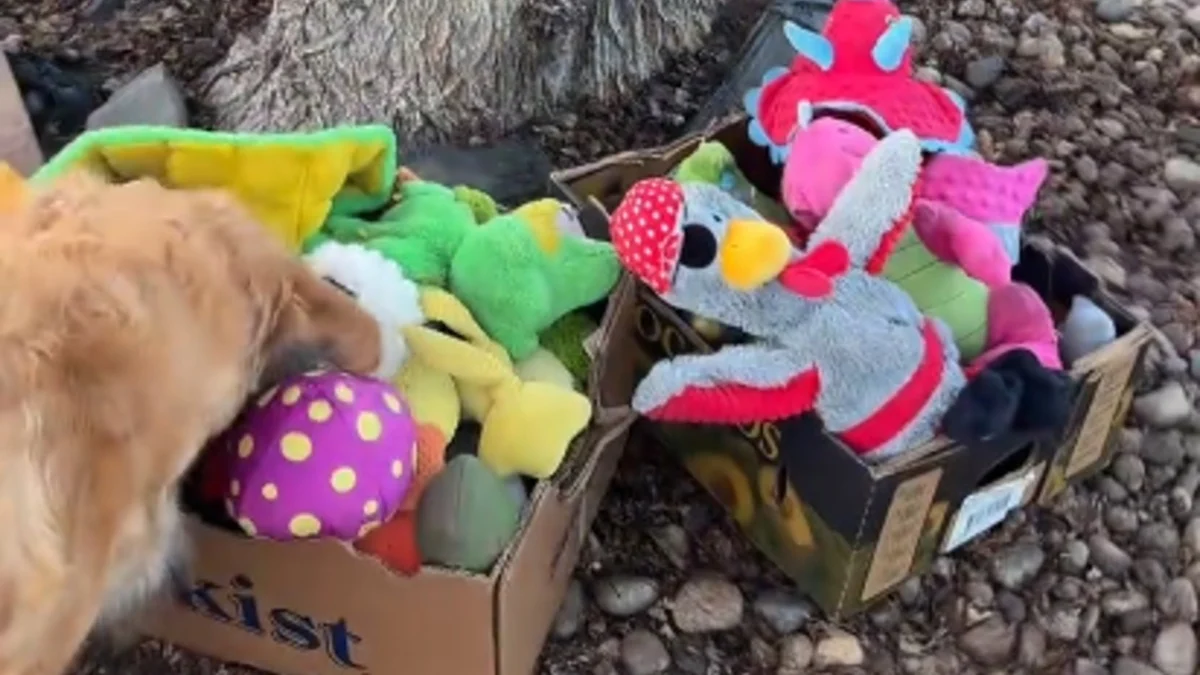 Illustration : "Promenant son chien, elle trouve des jouets au pied d'un arbre et un message émouvant au sujet de l'animal à qui ils appartenaient (vidéo)"