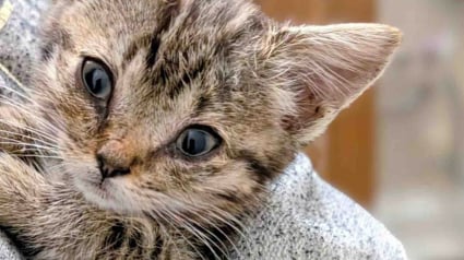 Illustration : Intrigu&eacute;e par des miaulements d&eacute;sesp&eacute;r&eacute;s dans un centre commercial, une femme trouve un chaton en d&eacute;tresse et change sa vie