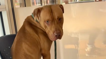 Illustration : Press&eacute; de rencontrer la famille de ses r&ecirc;ves et de quitter le refuge, ce chien regarde avec espoir par la fen&ecirc;tre de l'&eacute;tablissement (vid&eacute;o)