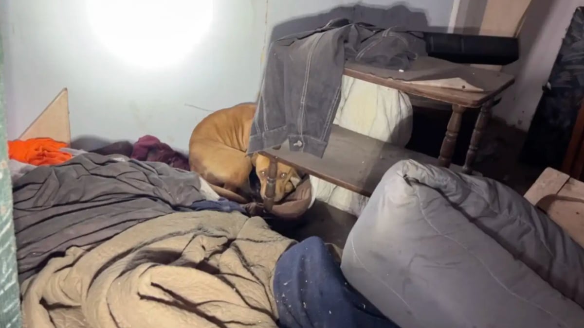 Illustration : "Une chienne donne naissance à 5 chiots dans une maison abandonnée, des personnes au grand coeur se donnent pour mission de leur offrir un vrai foyer (vidéo)"