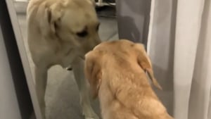 Illustration : Persuadé de voir un nouvel ami dans le miroir, ce gentil Labrador dépose son jouet pour le partager avec son propre reflet (vidéo)