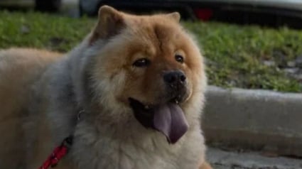 Illustration : Leur chien s'&eacute;chappe de la pension pendant leur voyage, ils en perdent le sommeil et &eacute;courtent leur s&eacute;jour pour le chercher