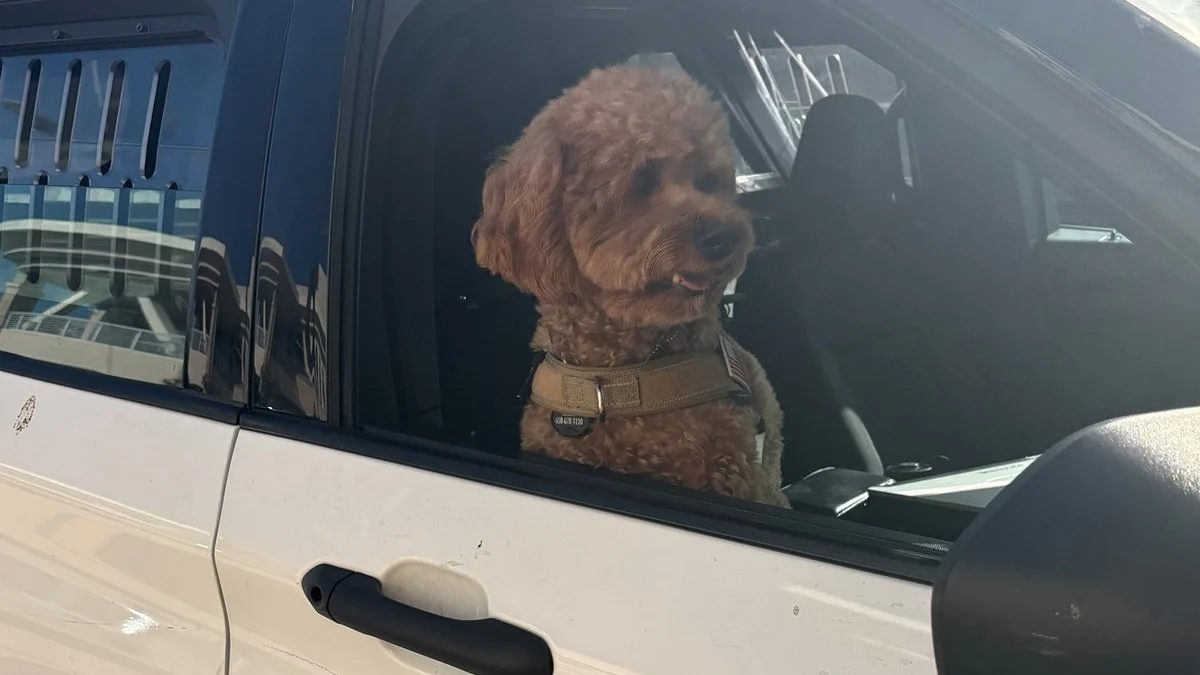 Illustration : "En pleine promenade matinale, un inconnu masqué arrache un Caniche à sa maîtresse et déclenche une course-poursuite pour la police"