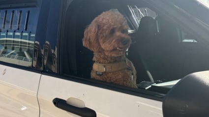 Illustration : En pleine promenade matinale, un inconnu masqu&eacute; arrache un Caniche &agrave; sa ma&icirc;tresse et d&eacute;clenche une course-poursuite pour la police