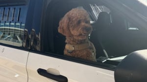 Illustration : En pleine promenade matinale, un inconnu masqu&eacute; arrache un Caniche &agrave; sa ma&icirc;tresse et d&eacute;clenche une course-poursuite pour la police