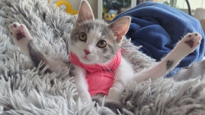 Illustration : "12 chats dont les positions adorables vous feront craquer"